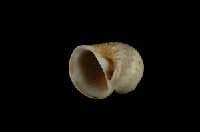 蝴蝶玉螺藏品圖，第3張